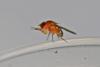Drosophila suzukii